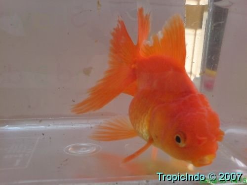 phoca_thumb_l_gold fish