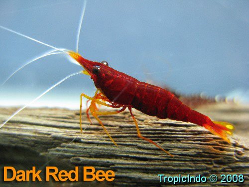 phoca_thumb_l_dark red bee_1