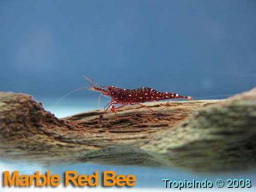 phoca_thumb_l_marble red bee_1