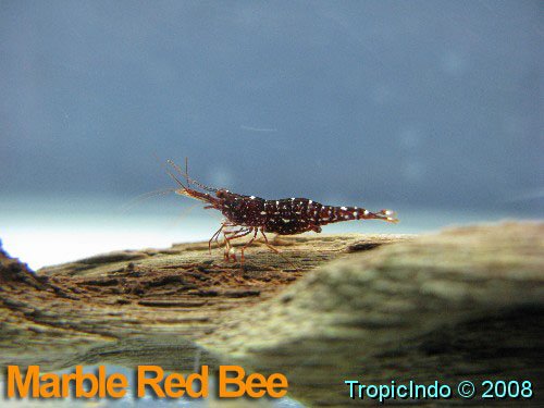 phoca_thumb_l_marble red bee_2