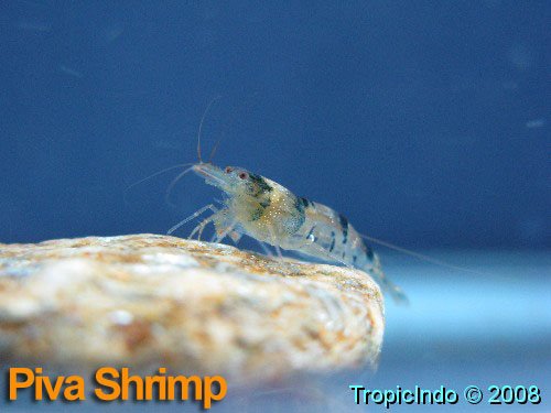 phoca_thumb_l_piva shrimp_1