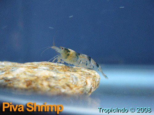 phoca_thumb_l_piva shrimp_4
