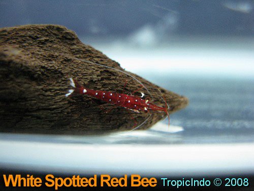 phoca_thumb_l_white spotted red bee_1