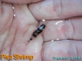 phoca_thumb_l_piva shrimp