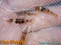 phoca_thumb_l_piva shrimp_2