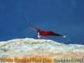 phoca_thumb_l_white spotted red bee_3