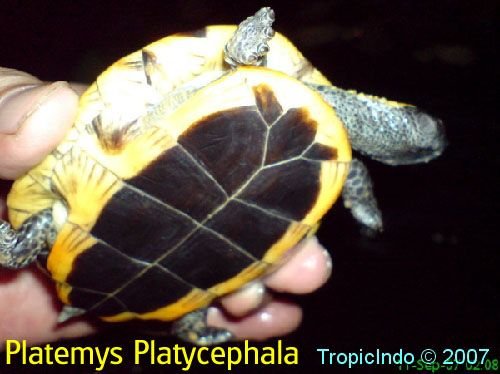 phoca_thumb_l_platemys platycephala 3