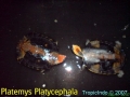 phoca_thumb_l_platemys platycephala 1