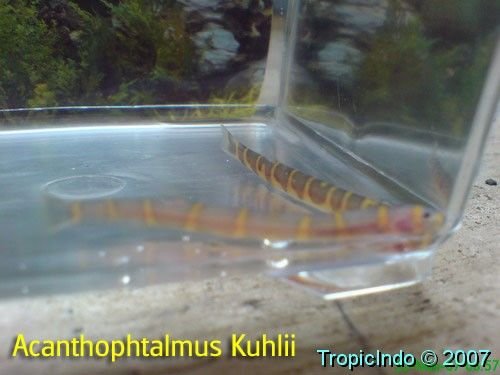 phoca_thumb_l_acanthophtalmus kuhlii