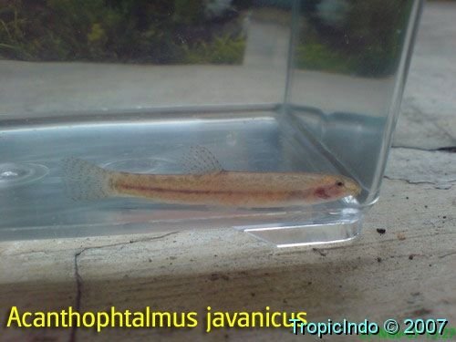 phoca_thumb_l_acanthophthalmus javanicus
