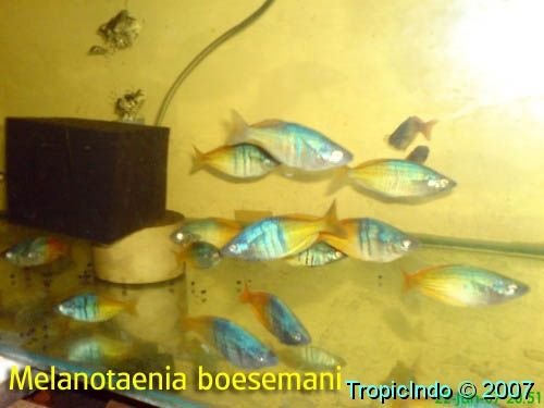 phoca_thumb_l_melanotaenia boesemani