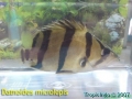phoca_thumb_l_datnoides microlepis 002