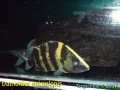 phoca_thumb_l_datnoides microlepis