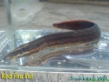 phoca_thumb_l_red fire eel