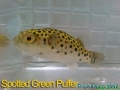phoca_thumb_l_spotted green puffer