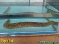 phoca_thumb_l_tiger eel 002