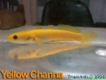 phoca_thumb_l_yellow channa 02